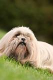 LHASSA APSO 183